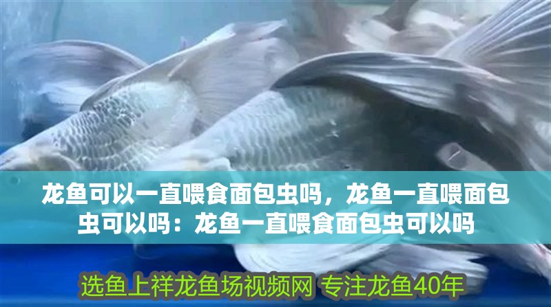 龍魚可以一直喂食面包蟲嗎，龍魚一直喂面包蟲可以嗎：龍魚一直喂食面包蟲可以嗎 龍魚可以一直喂食面包蟲嗎，龍魚一直喂面包蟲可以嗎：龍魚一直喂食面包蟲可以嗎 龍魚百科