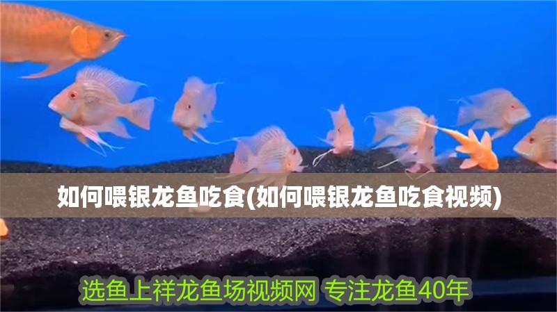如何喂銀龍魚吃食(如何喂銀龍魚吃食視頻)