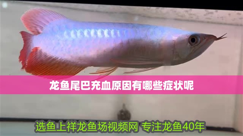 龍魚尾巴充血原因有哪些癥狀呢 龍魚尾巴充血原因有哪些癥狀呢 龍魚百科