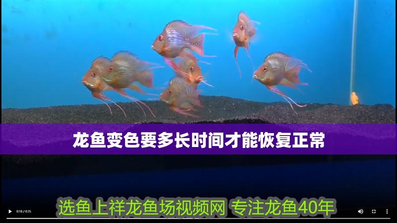 龍魚變色要多長(zhǎng)時(shí)間才能恢復(fù)正常 龍魚百科 龍魚變色要多長(zhǎng)時(shí)間才能恢復(fù)正常 龍魚變色要多長(zhǎng)時(shí)間才能恢復(fù)正常 龍魚百科