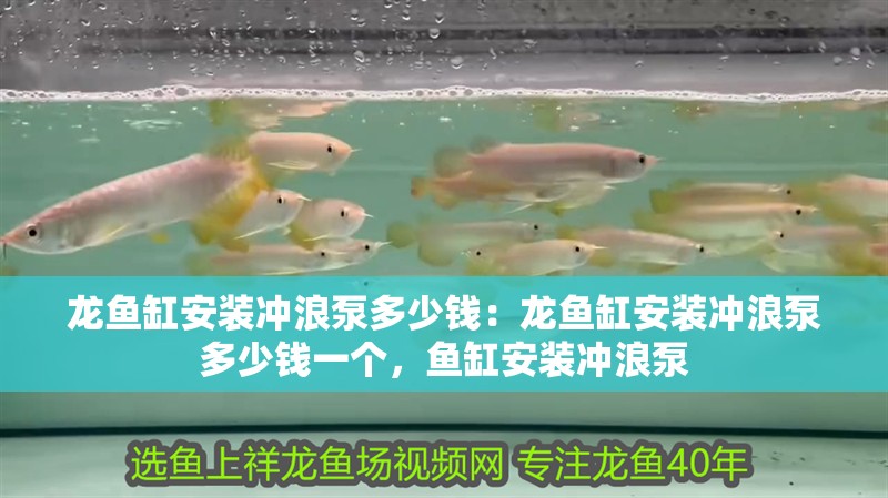 龍魚缸安裝沖浪泵多少錢:龍魚缸安裝沖浪泵多少錢一個,魚缸安裝沖浪泵 水族問答 龍魚缸安裝沖浪泵多少錢:龍魚缸安裝沖浪泵多少錢一個,魚缸安裝沖浪泵 龍魚缸安裝沖浪泵多少錢:龍魚缸安裝沖浪泵多少錢一個,魚缸安裝沖浪泵 水族問答