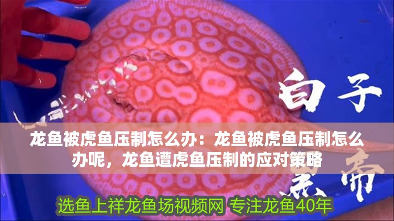 龍魚被虎魚壓制怎么辦：龍魚被虎魚壓制怎么辦呢，龍魚遭虎魚壓制的應對策略