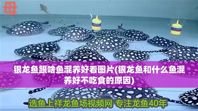 銀龍魚跟啥魚混養(yǎng)好看圖片(銀龍魚和什么魚混養(yǎng)好不吃食的原因)