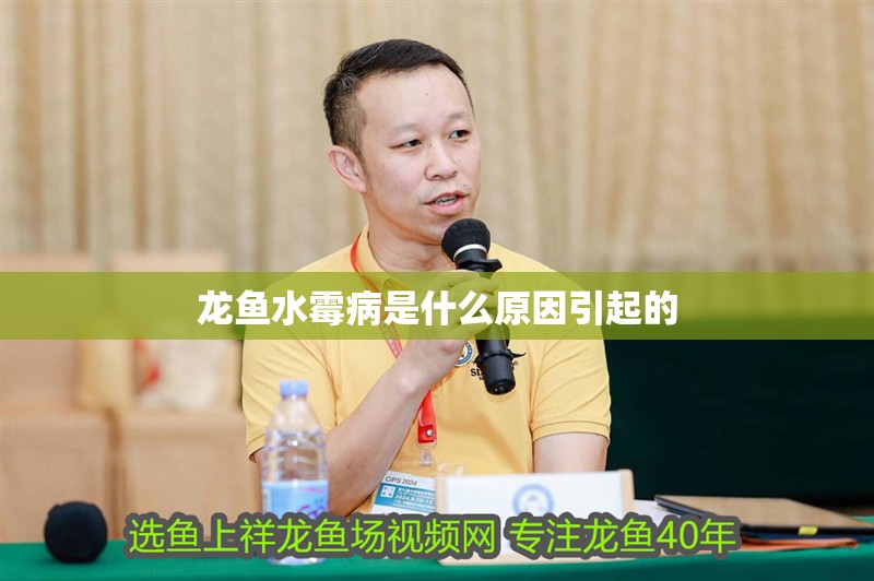 龍魚(yú)水霉病是什么原因引起的