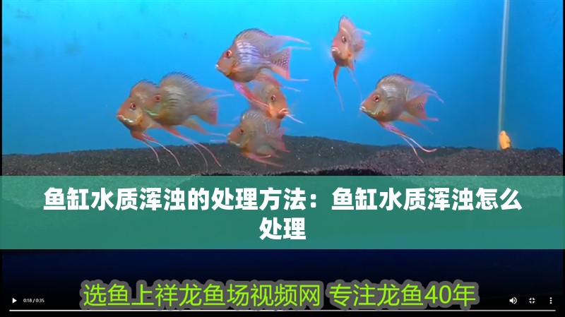 魚缸水質渾濁的處理方法：魚缸水質渾濁怎么處理