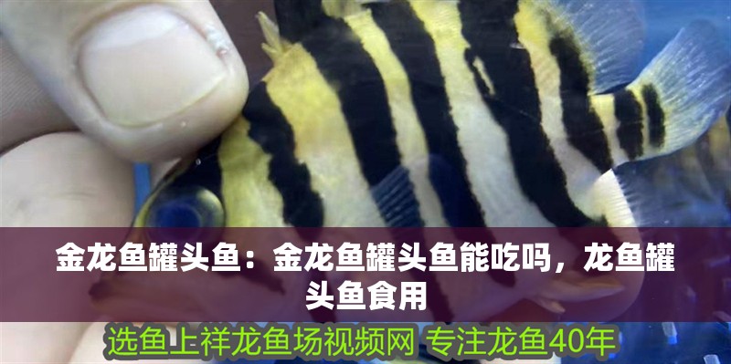 金龍魚罐頭魚：金龍魚罐頭魚能吃嗎，龍魚罐頭魚食用