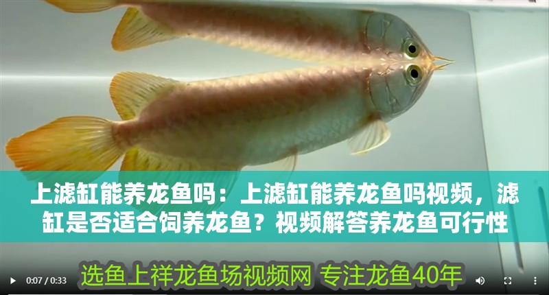 上濾缸能養龍魚嗎：上濾缸能養龍魚嗎視頻，濾缸是否適合飼養龍魚？視頻解答養龍魚可行性