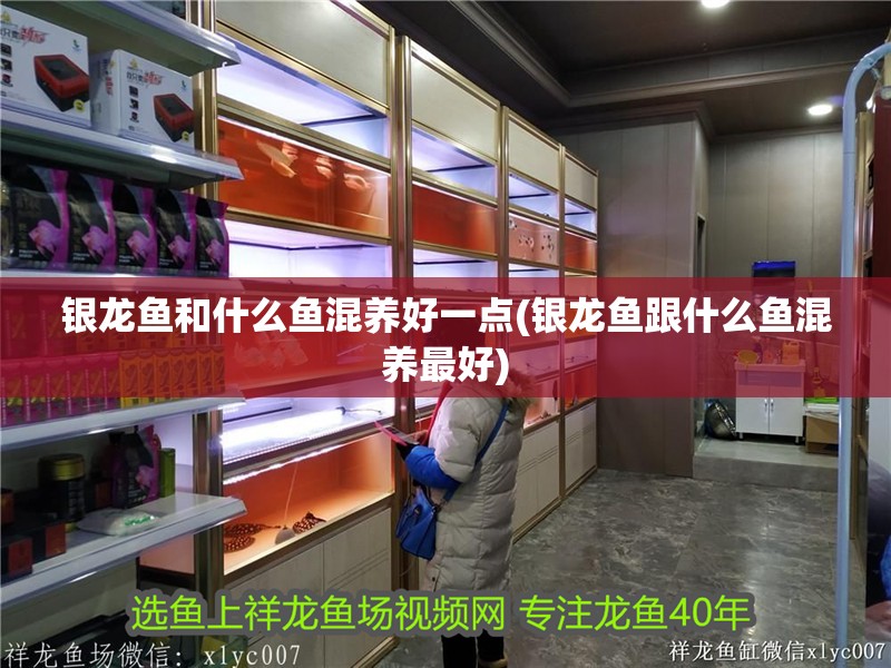 銀龍魚和什么魚混養(yǎng)好一點(銀龍魚跟什么魚混養(yǎng)最好)