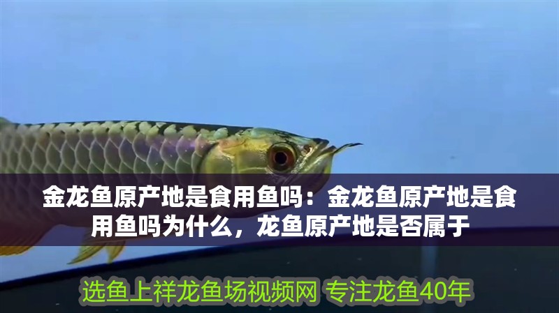 金龍魚原產地是食用魚嗎：金龍魚原產地是食用魚嗎為什么，龍魚原產地是否屬于 金龍魚原產地是食用魚嗎：金龍魚原產地是食用魚嗎為什么，龍魚原產地是否屬于 水族問答