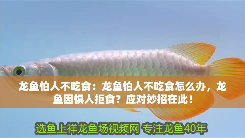龍魚怕人不吃食：龍魚怕人不吃食怎么辦，龍魚因懼人拒食？應(yīng)對(duì)妙招在此！