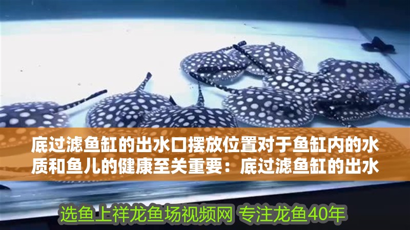 底過濾魚缸的出水口擺放位置對(duì)于魚缸內(nèi)的水質(zhì)和魚兒的健康至關(guān)重要：底過濾魚缸的出水口擺放位置