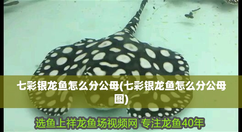 七彩銀龍魚怎么分公母(七彩銀龍魚怎么分公母圖) 七彩銀龍魚怎么分公母(七彩銀龍魚怎么分公母圖) 銀龍魚百科