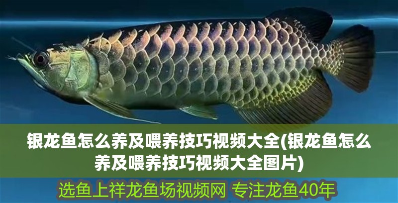 魚缸用增氧泵價(jià)格是多少:魚缸增氧機(jī)-xtrac增氧機(jī)-xtrac增氧機(jī) 銀龍魚怎么養(yǎng)及喂養(yǎng)技巧視頻大全(銀龍魚怎么養(yǎng)及喂養(yǎng)技巧視頻大全圖片) 銀龍魚百科 銀龍魚怎么養(yǎng)及喂養(yǎng)技巧視頻大全(銀龍魚怎么養(yǎng)及喂養(yǎng)技巧視頻大全圖片) 銀龍魚怎么養(yǎng)及喂養(yǎng)技巧視頻大全(銀龍魚怎么養(yǎng)及喂養(yǎng)技巧視頻大全圖片) 銀龍魚百科