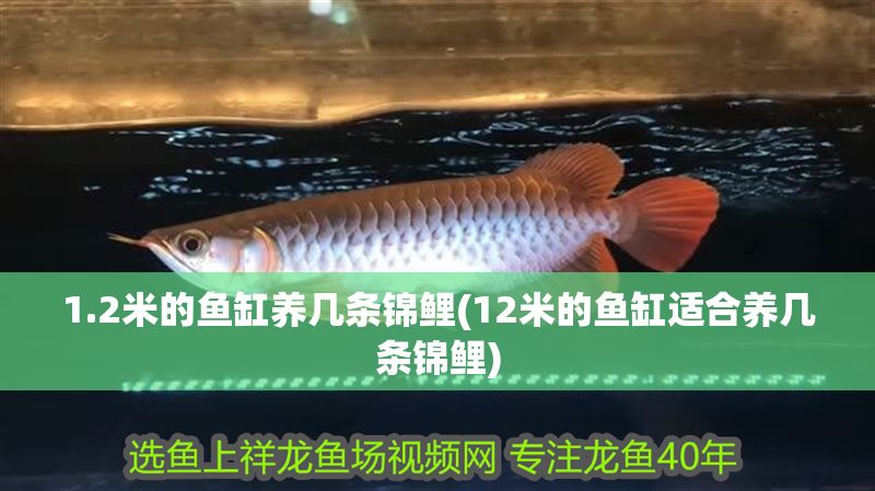 1.2米的魚缸養(yǎng)幾條錦鯉(12米的魚缸適合養(yǎng)幾條錦鯉)