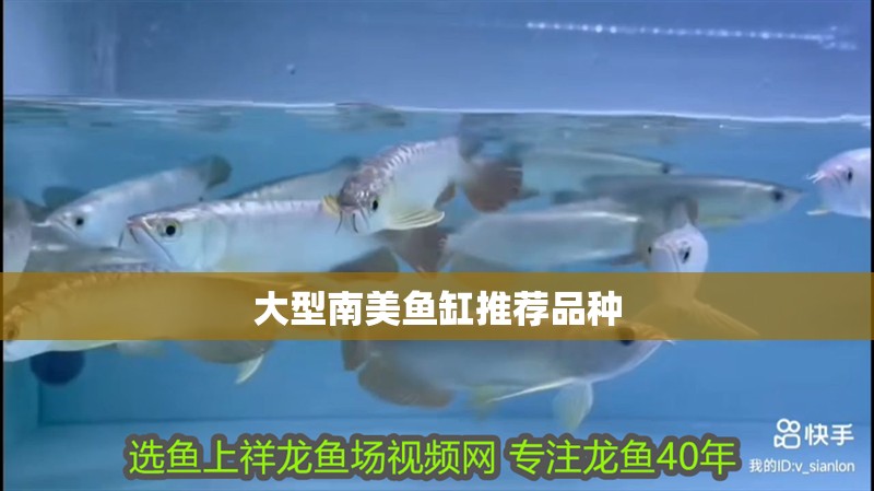 大型南美魚缸推薦品種
