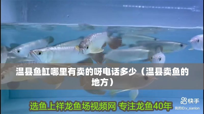 溫縣魚缸哪里有賣的呀電話多少（溫縣賣魚的地方）