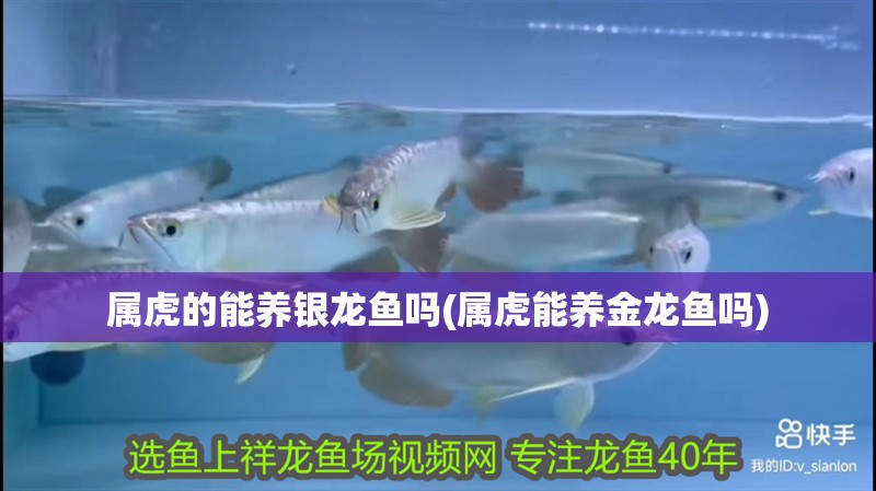 屬虎的能養(yǎng)銀龍魚(yú)嗎(屬虎能養(yǎng)金龍魚(yú)嗎) 屬虎的能養(yǎng)銀龍魚(yú)嗎(屬虎能養(yǎng)金龍魚(yú)嗎) 銀龍魚(yú)百科