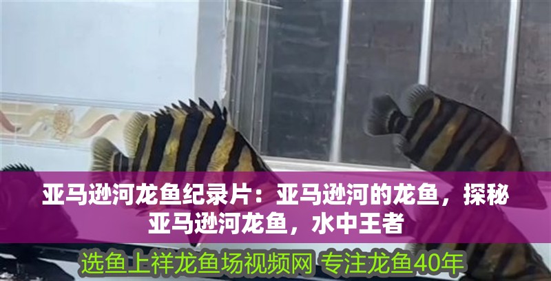 亞馬遜河龍魚紀錄片：亞馬遜河的龍魚，探秘亞馬遜河龍魚，水中王者 亞馬遜河龍魚紀錄片：亞馬遜河的龍魚，探秘亞馬遜河龍魚，水中王者 水族問答