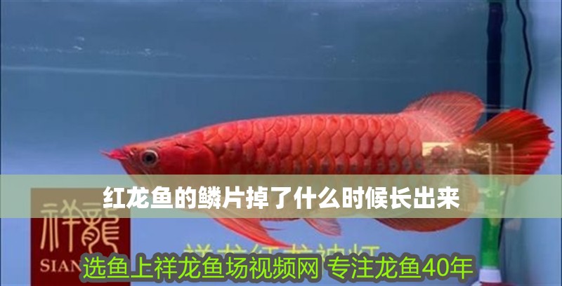 紅龍魚的鱗片掉了什么時候長出來