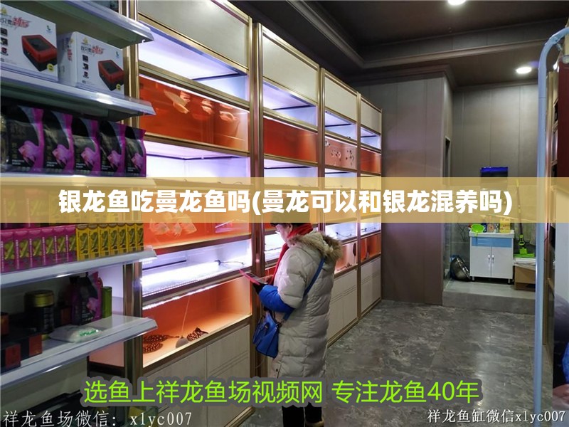 銀龍魚吃曼龍魚嗎(曼龍可以和銀龍混養(yǎng)嗎)