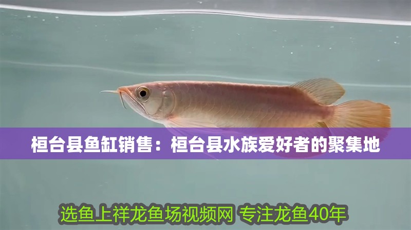 桓臺(tái)縣魚缸銷售：桓臺(tái)縣水族愛好者的聚集地