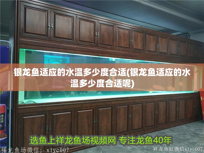 銀龍魚適應的水溫多少度合適(銀龍魚適應的水溫多少度合適呢)