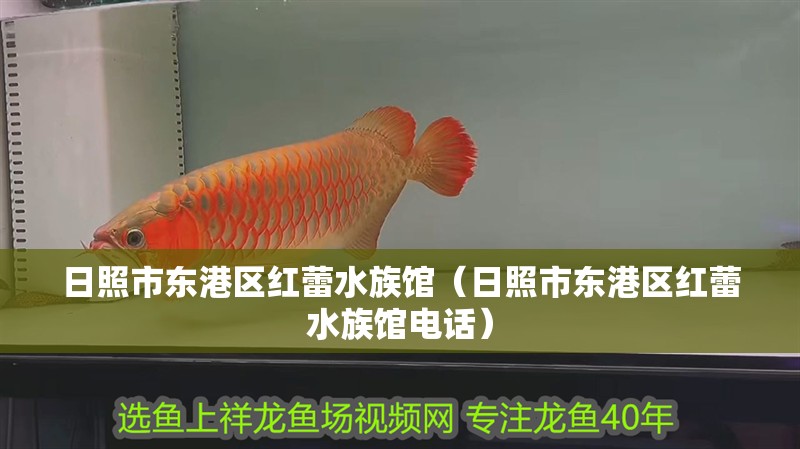 日照市東港區紅蕾水族館（日照市東港區紅蕾水族館電話）