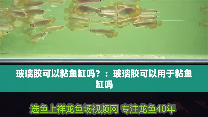 玻璃膠可以粘魚缸嗎？：玻璃膠可以用于粘魚缸嗎