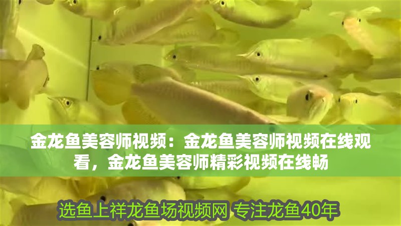 金龍魚美容師視頻：金龍魚美容師視頻在線觀看，金龍魚美容師精彩視頻在線暢 金龍魚美容師視頻：金龍魚美容師視頻在線觀看，金龍魚美容師精彩視頻在線暢 水族問答