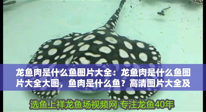 龍魚肉是什么魚圖片大全：龍魚肉是什么魚圖片大全大圖，魚肉是什么魚？高清圖片大全及詳細