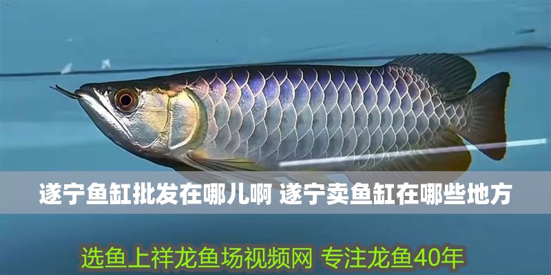 遂寧魚缸批發在哪兒啊 遂寧賣魚缸在哪些地方