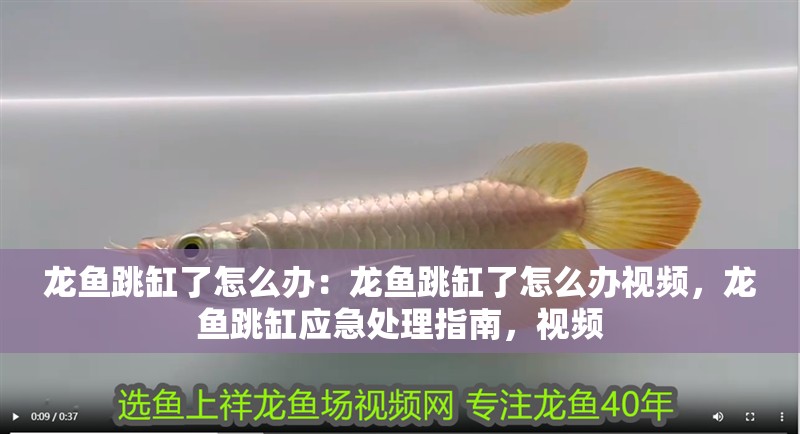龍魚跳缸了怎么辦：龍魚跳缸了怎么辦視頻，龍魚跳缸應(yīng)急處理指南，視頻 龍魚跳缸了怎么辦：龍魚跳缸了怎么辦視頻，龍魚跳缸應(yīng)急處理指南，視頻 水族問答