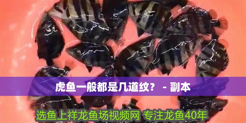 虎魚一般都是幾道紋？ - 副本