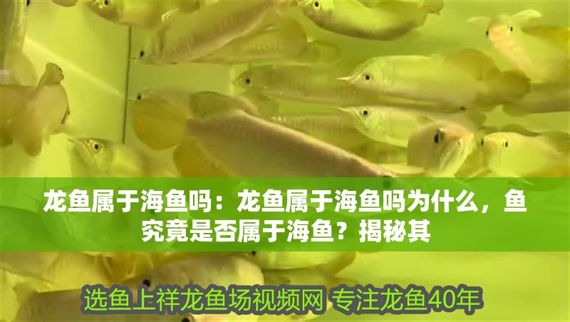龍魚屬于海魚嗎：龍魚屬于海魚嗎為什么，魚究竟是否屬于海魚？揭秘其 龍魚屬于海魚嗎：龍魚屬于海魚嗎為什么，魚究竟是否屬于海魚？揭秘其 水族問答