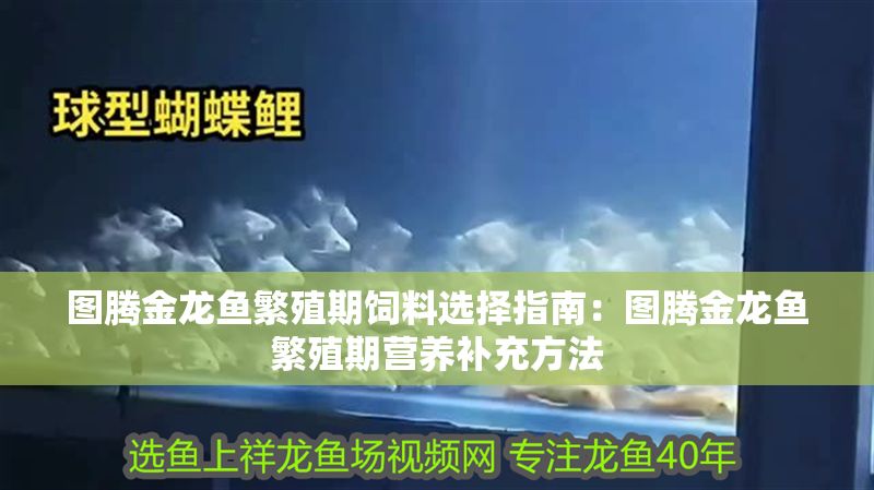 圖騰金龍魚繁殖期飼料選擇指南：圖騰金龍魚繁殖期營養補充方法