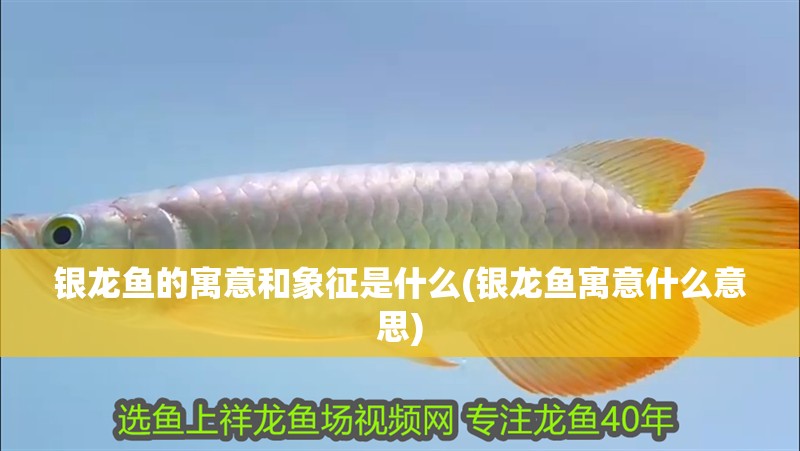 銀龍魚的寓意和象征是什么(銀龍魚寓意什么意思) 銀龍魚的寓意和象征是什么(銀龍魚寓意什么意思) 銀龍魚百科