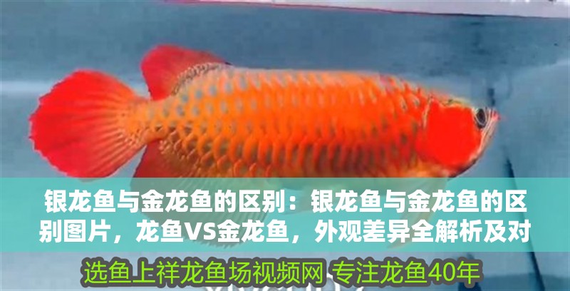 銀龍魚與金龍魚的區別：銀龍魚與金龍魚的區別圖片，龍魚VS金龍魚，外觀差異全解析及對比圖 銀龍魚與金龍魚的區別：銀龍魚與金龍魚的區別圖片，龍魚VS金龍魚，外觀差異全解析及對比圖 水族問答