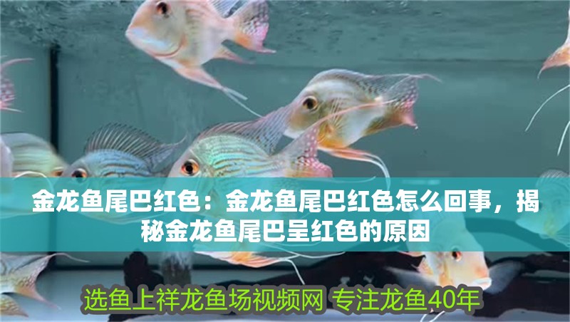 金龍魚尾巴紅色：金龍魚尾巴紅色怎么回事，揭秘金龍魚尾巴呈紅色的原因 金龍魚尾巴紅色：金龍魚尾巴紅色怎么回事，揭秘金龍魚尾巴呈紅色的原因 水族問答