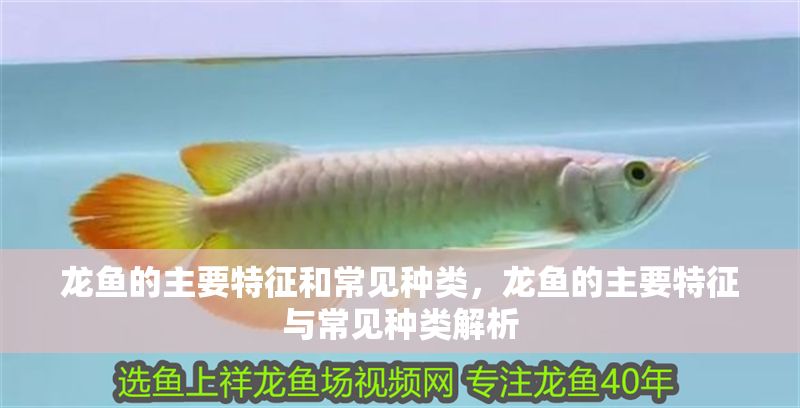 龍魚的主要特征和常見種類，龍魚的主要特征與常見種類解析