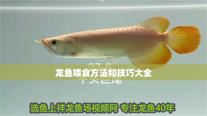 龍魚喂食方法和技巧大全