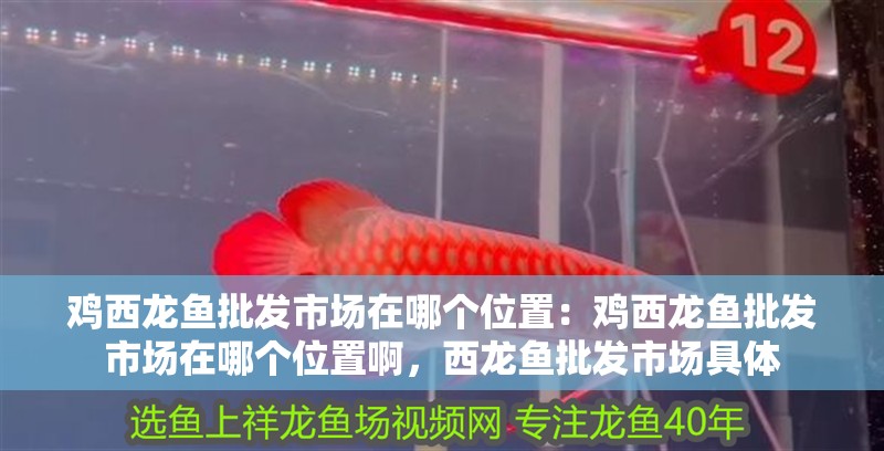 雞西龍魚批發市場在哪個位置：雞西龍魚批發市場在哪個位置啊，西龍魚批發市場具體