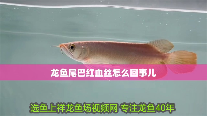 龍魚尾巴紅血絲怎么回事兒 龍魚百科 龍魚尾巴紅血絲怎么回事兒 龍魚尾巴紅血絲怎么回事兒 龍魚百科