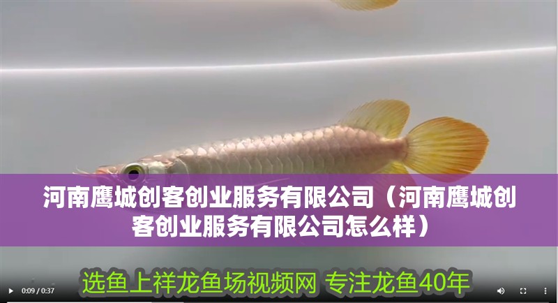 河南鷹城創客創業服務有限公司（河南鷹城創客創業服務有限公司怎么樣）