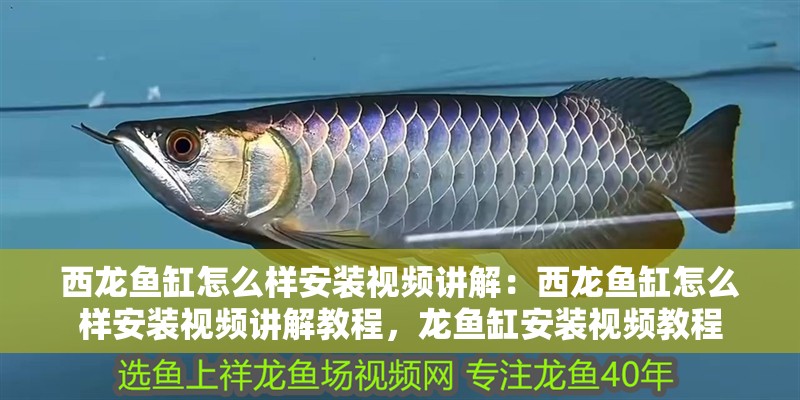 西龍魚缸怎么樣安裝視頻講解：西龍魚缸怎么樣安裝視頻講解教程，龍魚缸安裝視頻教程