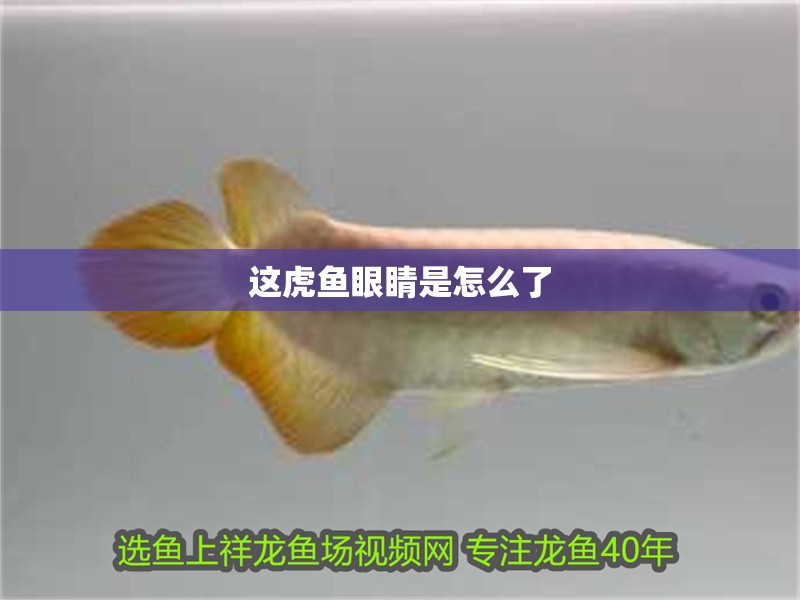 這虎魚眼睛是怎么了