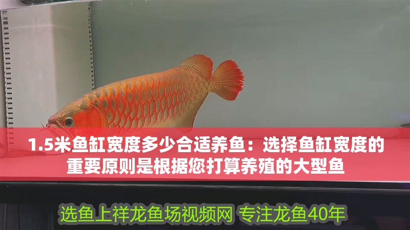 1.5米魚缸寬度多少合適養魚：選擇魚缸寬度的重要原則是根據您打算養殖的大型魚
