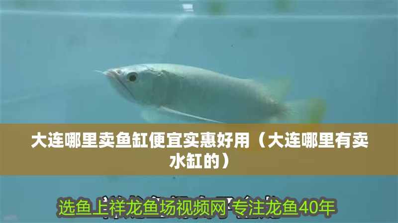 大連哪里賣魚缸便宜實惠好用(大連哪里有賣水缸的) 虎魚百科 第1張 大連哪里賣魚缸便宜實惠好用(大連哪里有賣水缸的) 大連哪里賣魚缸便宜實惠好用(大連哪里有賣水缸的) 虎魚百科 第1張