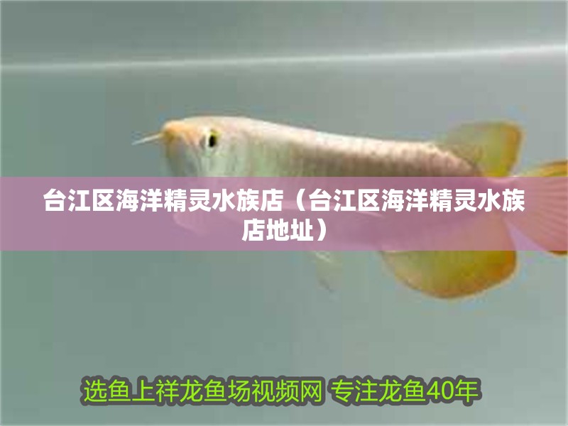 臺江區海洋精靈水族店（臺江區海洋精靈水族店地址）