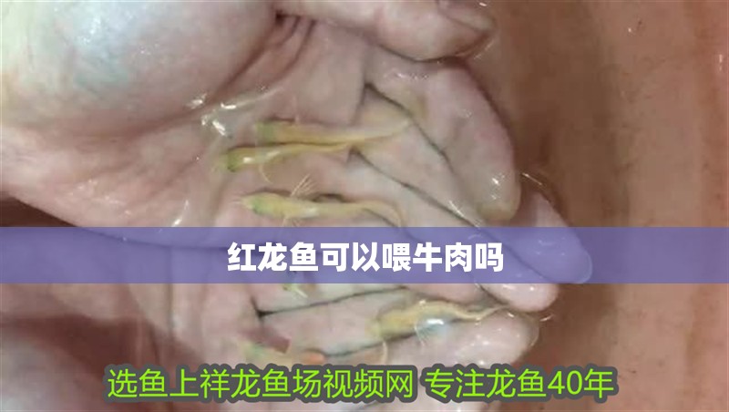 紅龍魚可以喂牛肉嗎