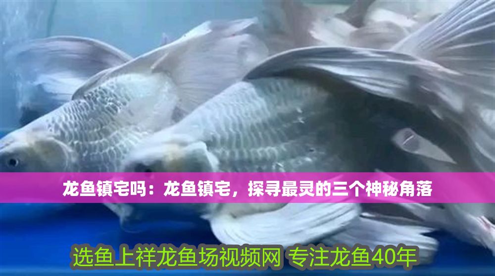龍魚鎮(zhèn)宅嗎：龍魚鎮(zhèn)宅，探尋最靈的三個(gè)神秘角落